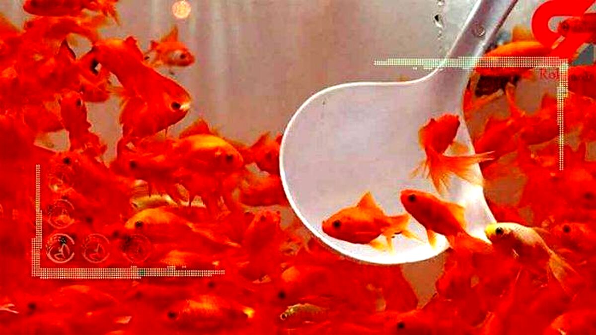 توصیه‌های بهداشتی خرید و نگهداری ماهی قرمز