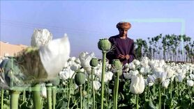 وابستگی اقتصاد افغانستان به خشخاش قطع می‌شود؟