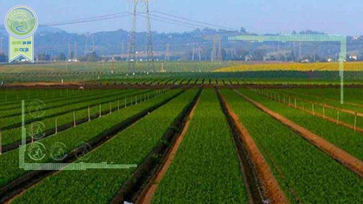 امنیت غذایی در گروی اجرای الگوی کشت