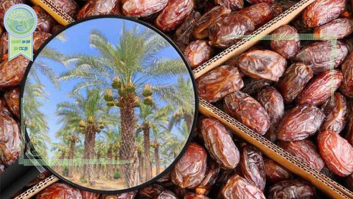 افزایش قیمت خرما با وجود اشباع انبارها