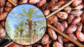 افزایش قیمت خرما با وجود اشباع انبارها