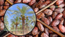 افزایش قیمت خرما با وجود اشباع انبارها