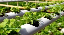 بی‌رغبتی شرکت‌های دانش بنیان برای حضور در بخش کشاورزی