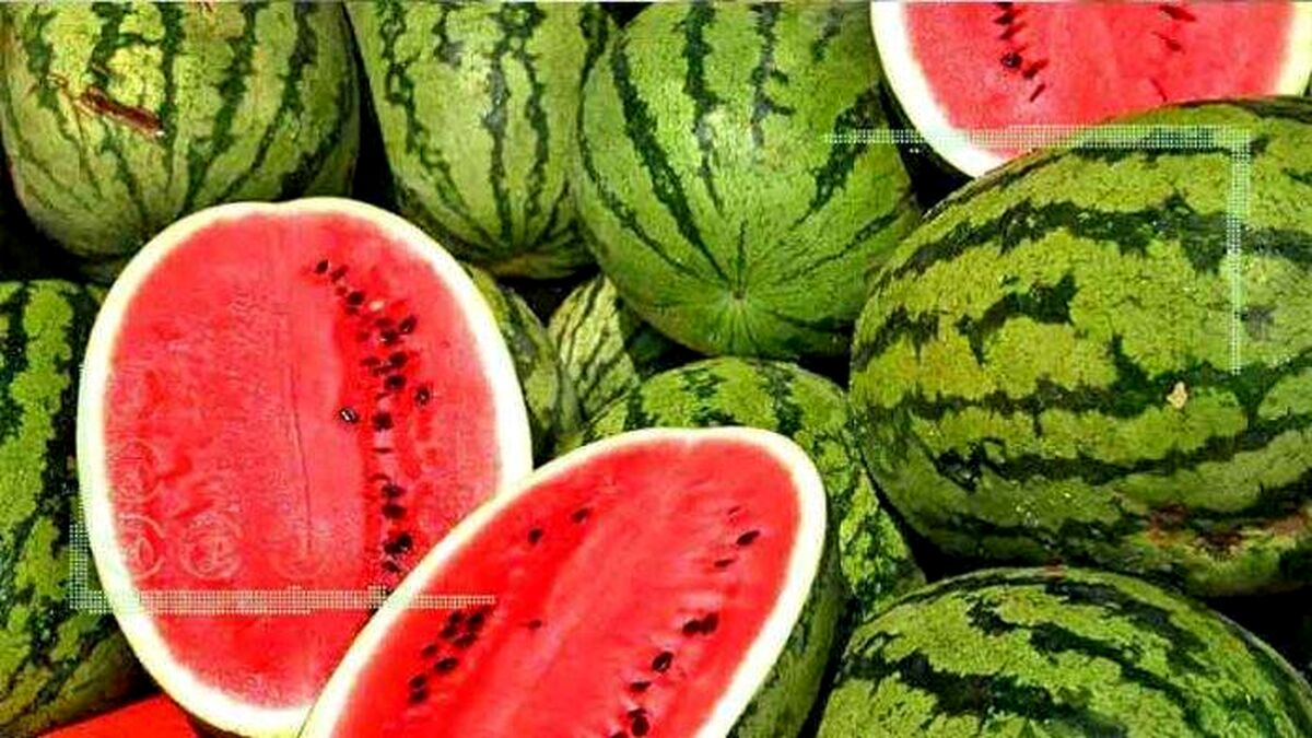 روزانه ۷۰۰ کانتینر هندوانه به ترکیه صادر می‌شود