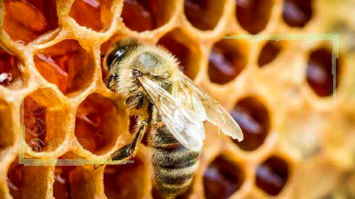 زندگی شگفت‌آور زنبورهای ماده