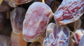 خرمای کبکاب؛ گنجی که نباید ارزان فروخته شود