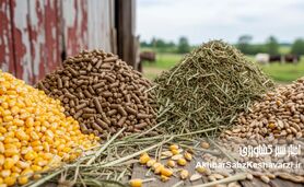 ضرورت تسویه مطالبات ارزی واردکنندگان؛ کلید تقویت تاب‌آوری بخش خصوصی در تأمین نهاده‌های دامی