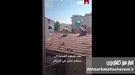 فرار یک گوسفند قبل از قربانی شدن به پشت بام + ویدئو
