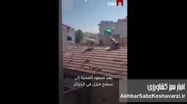 فرار یک گوسفند قبل از قربانی شدن به پشت بام + ویدئو

