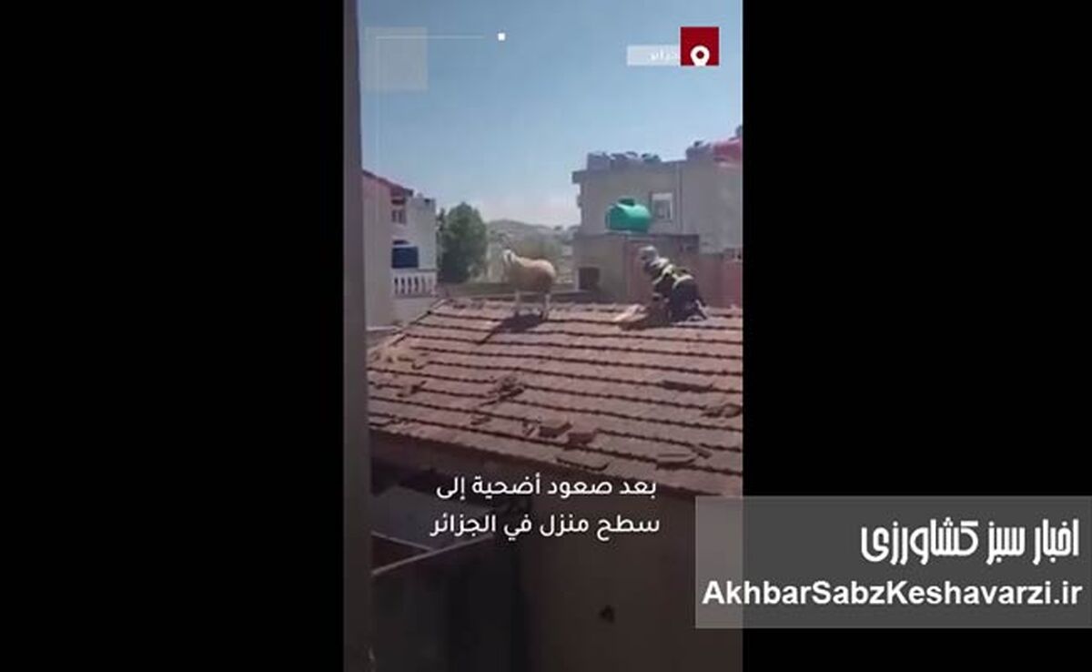 فرار یک گوسفند قبل از قربانی شدن به پشت بام + ویدئو
