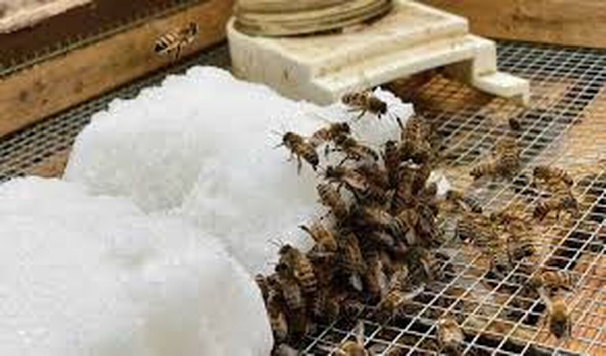 اصول نگهداری کندوهای زنبور عسل در گرمای تابستان