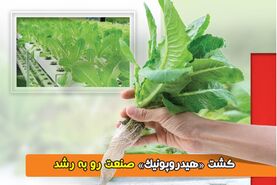 کشت «هیدروپونیک» صنعت رو به رشد


