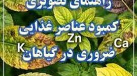 راهنمای کاربردی تشخیص کمبودهای تغذیه‌ای از روی ظاهر برگ؛ گیاه‌تان با شما حرف می‌زند!