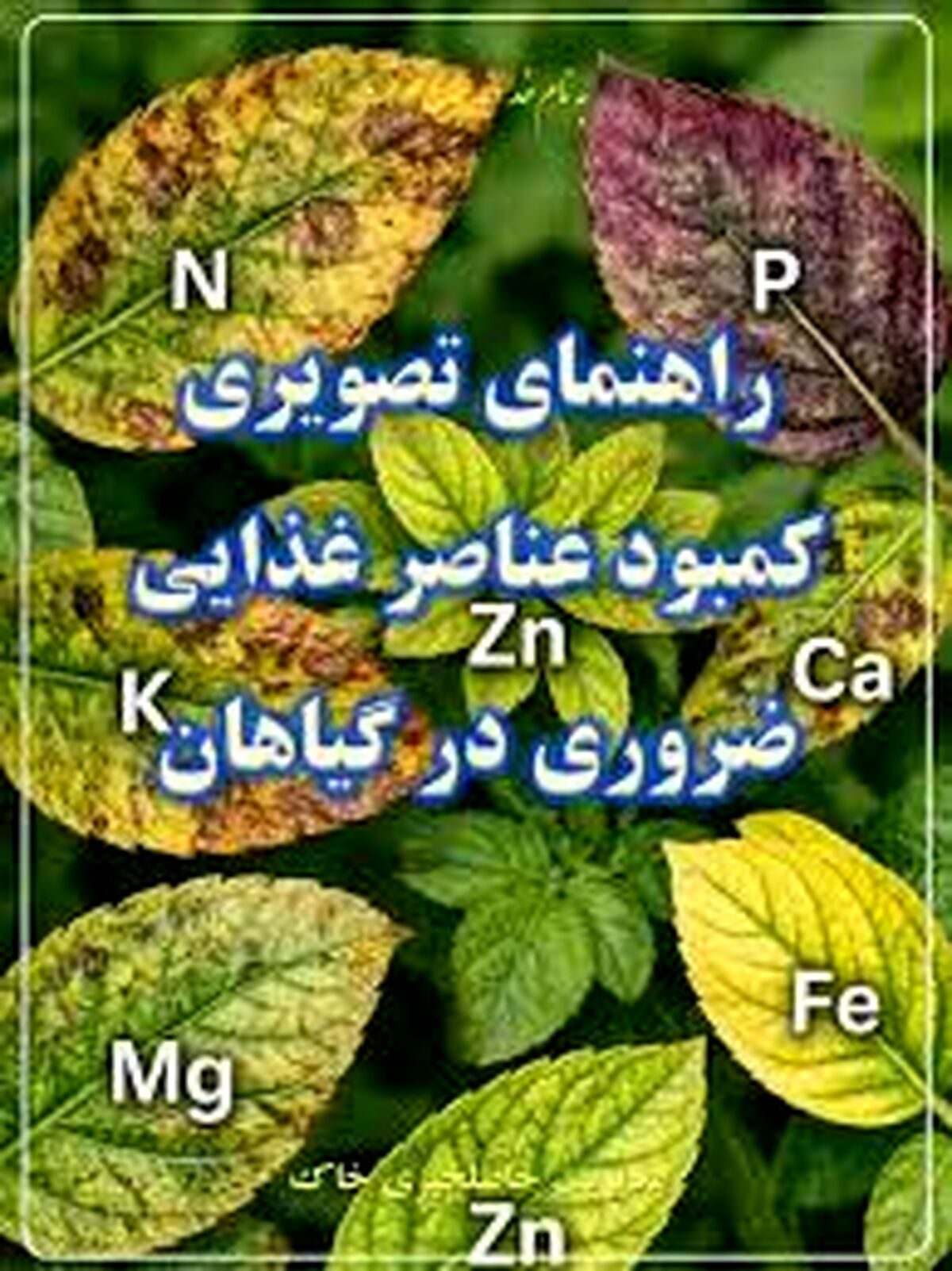 راهنمای کاربردی تشخیص کمبودهای تغذیه‌ای از روی ظاهر برگ؛ گیاه‌تان با شما حرف می‌زند!