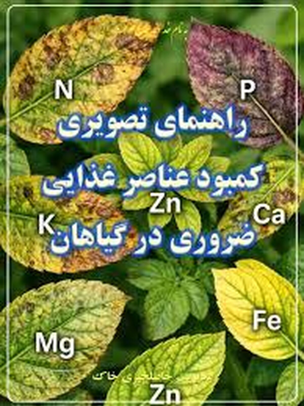 راهنمای کاربردی تشخیص کمبودهای تغذیه‌ای از روی ظاهر برگ؛ گیاه‌تان با شما حرف می‌زند!