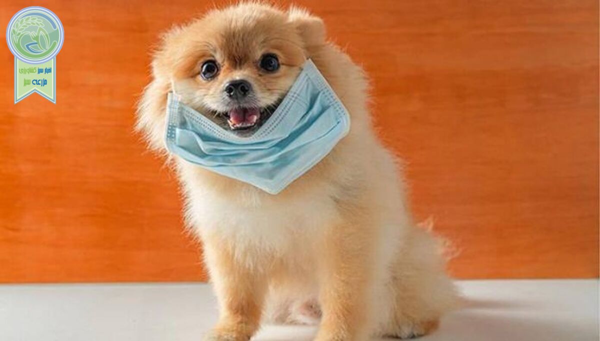 پانزده نژاد سگ با عمری طولانی+ عکس