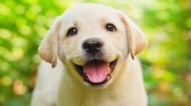 زیربنای تولید و پرورش سگ مدرن