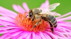 در جنگ زنبورهای عسل با کنه‌های قاتل، برنده کیست؟