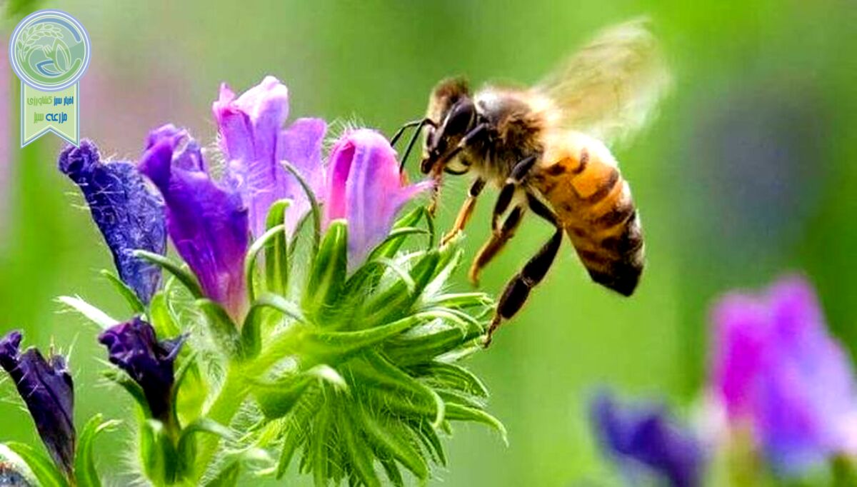 زنبورهای عسل کوچک، سرمایه‌های مغفول مانده