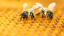 ایران در جایگاه سوم تولید عسل دنیا