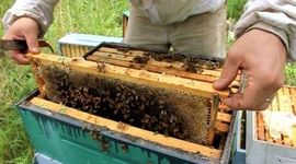 اصلاح نژاد زنبورعسل با هدف اقتصادی کردن تولید
