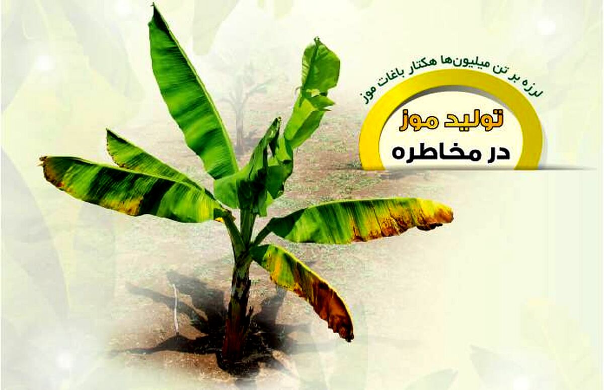 لرزه بر تن میلیون‌ها هکتار باغات موز