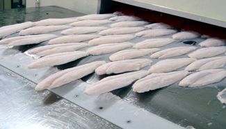 نگهداری و انجماد ماهیان و اهمیت آن در صنایع غذایی