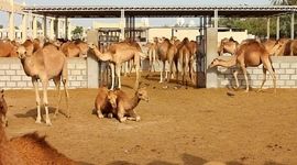 اصول کلی پرورش و نگهداری شتر در ایران