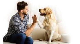 بررسی تنوع شخصیت در سگ‌ها