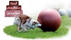 آزمون و ورزش‌های سگ‌ محور