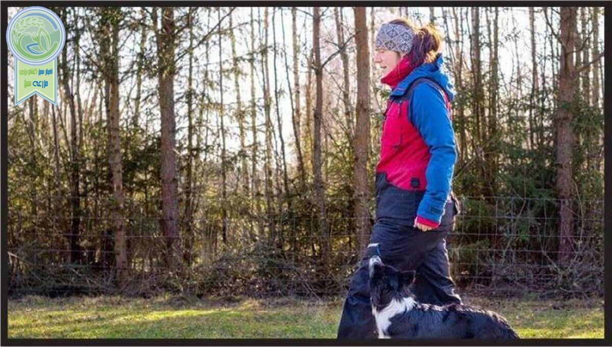 10 نژاد سگ  که مطیع و ساکت هستند