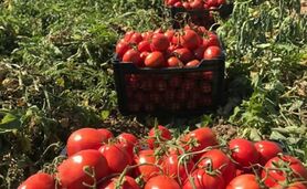 قیمت گوجه فرنگی کاهشی شد/ هر کیلو گوجه فرنگی چند؟

