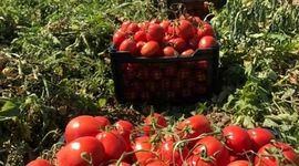 قیمت گوجه فرنگی کاهشی شد/ هر کیلو گوجه فرنگی چند؟

