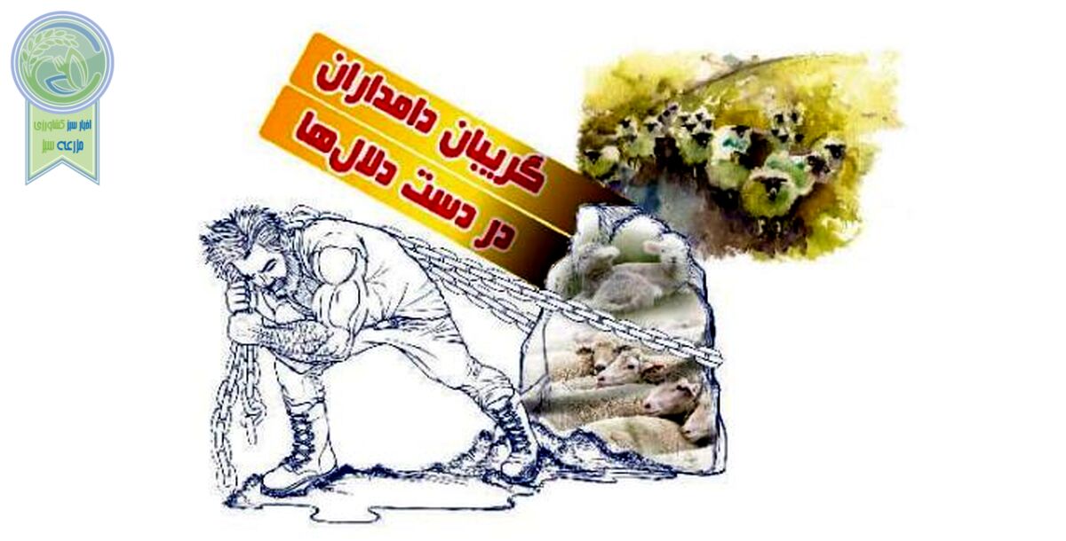 گریبان دامداران در دست دلال‌ها