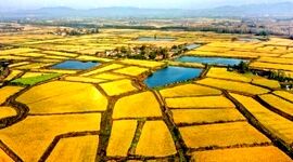امنیت غذایی گروگان امنیت آب