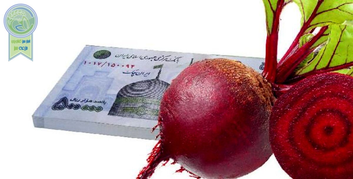قیمت خرید تضمینی چغندرقند اصلاح شود