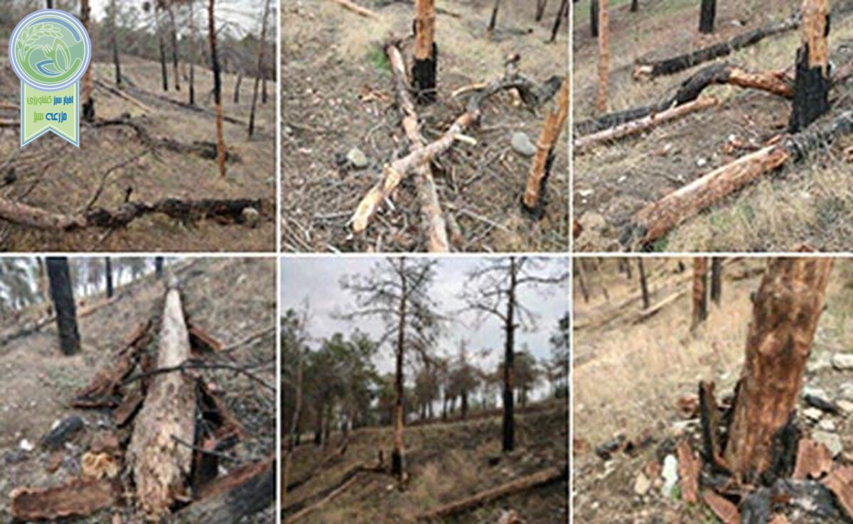 تصاویری از تخریب پارک جنگلی چیتگر+ عکس

