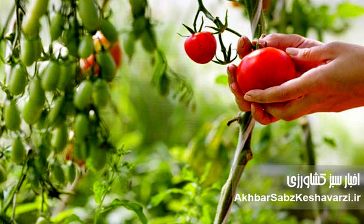 کشاورزی ارگانیک: راهی برای دوری از سموم و بیماری‌ها | تأثیر باقی‌مانده آفت‌کش‌ها+ ویدئو