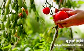 کشاورزی ارگانیک: راهی برای دوری از سموم و بیماری‌ها | تأثیر باقی‌مانده آفت‌کش‌ها+ ویدئو