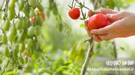 کشاورزی ارگانیک: راهی برای دوری از سموم و بیماری‌ها | تأثیر باقی‌مانده آفت‌کش‌ها+ ویدئو