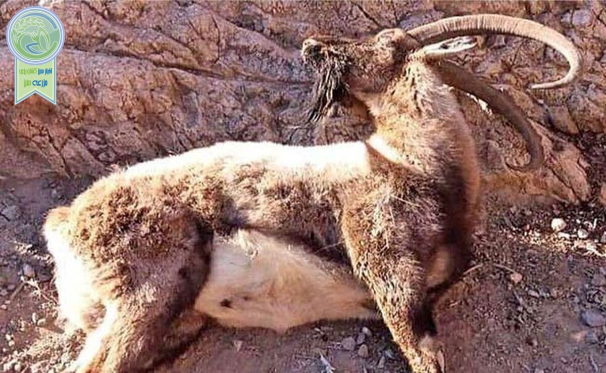 شیوع یک بیماری خطرناک در شیراز/ ورود به پارک بمو ممنوع شد

