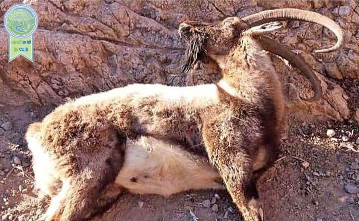 شیوع یک بیماری خطرناک در شیراز/ ورود به پارک بمو ممنوع شد

