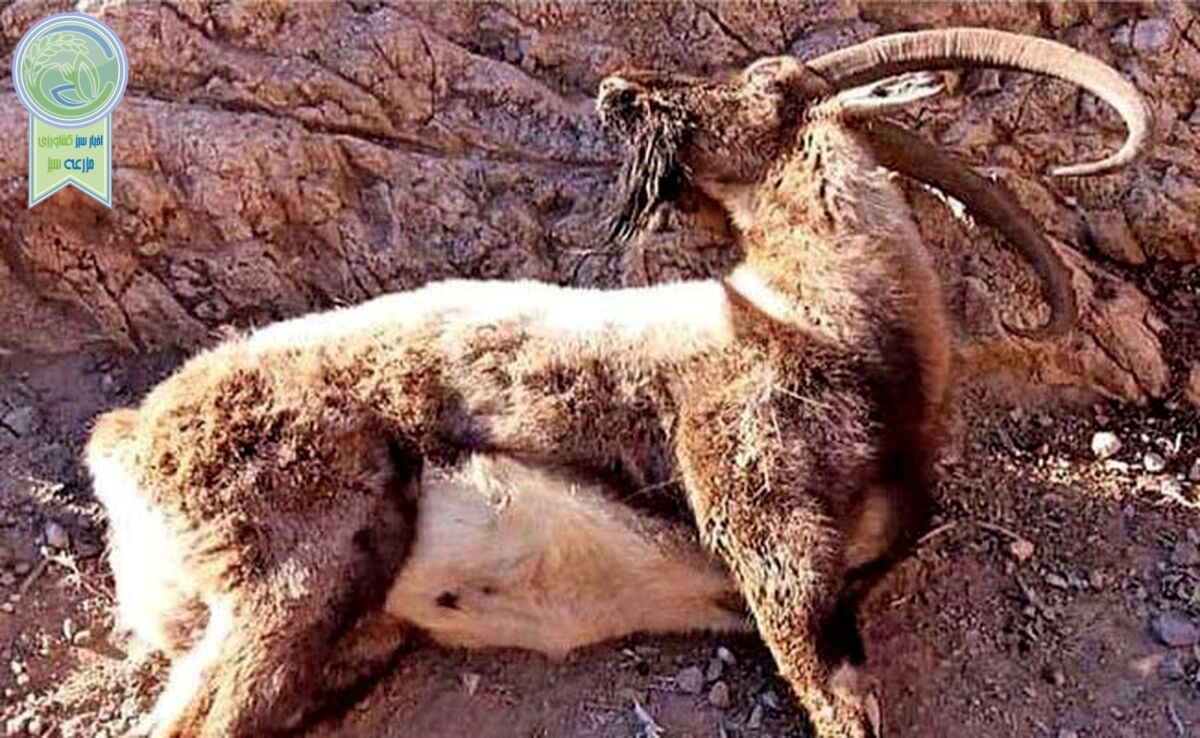 شیوع یک بیماری خطرناک در شیراز/ ورود به پارک بمو ممنوع شد

