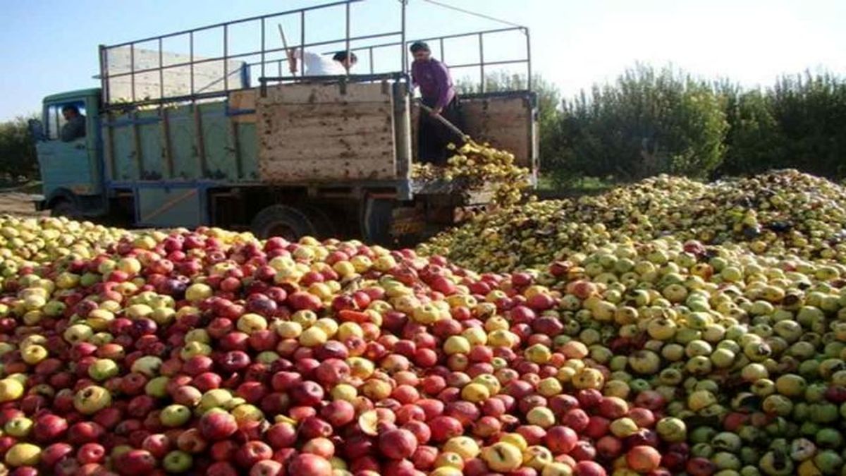 تراژدی غمناک سیب در آذربایجان