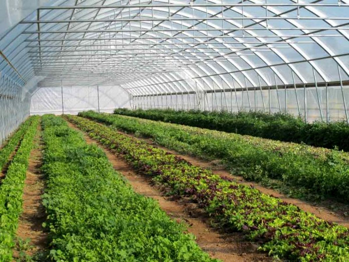 توسعه گلخانه‌ها راه نجات کشاورزی گلستان