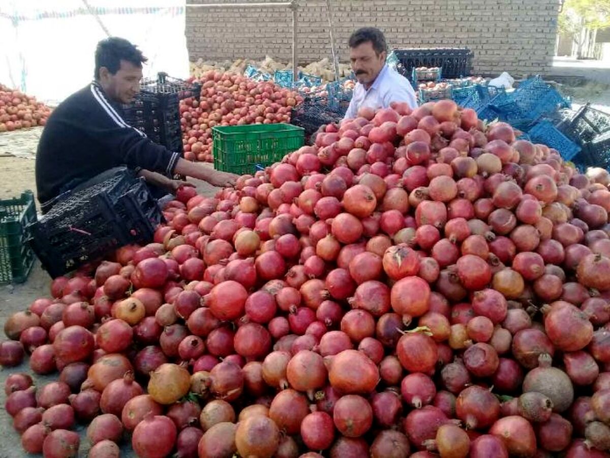 انارکاران در پیچ و خم مشکلات