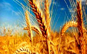 کاهش سطح زیرکشت گندم به ۳ میلیون هکتار