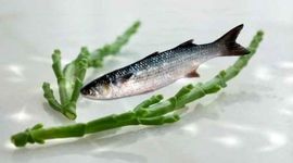 امنیت غذایی با کشت توأم ماهی و گیاه