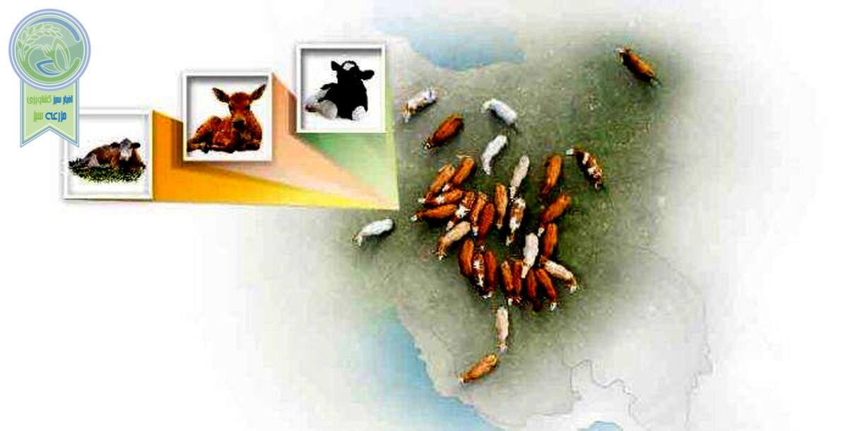 بررسی امکان ایجاد تنوع نژادی در گاوهای شیری ایران