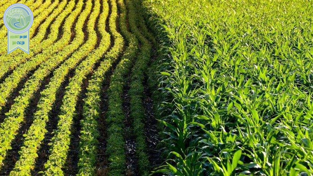 آقای وزیر درباره کشاورزی قراردادی توضیح دهد